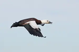 Shelducks: Paradise Shelduck - female in flight