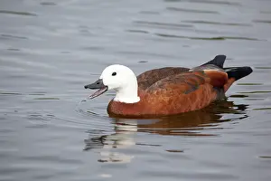Shelducks: Paradise Shelduck - female in a pool near Queen