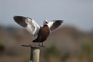 Shelduck: Paradise Shelduck - A female wing stretching -