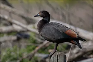 Shelduck: Paradise Shelduck - A maleperched on a post - Travis