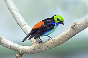 Ecuadoran: Paradise Tanager