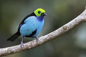 Paradise: Paradise Tanager (Tangara chilensis) perched on a branch in Manu National Park