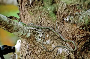 Chrysopelea: Paradise Tree Snake