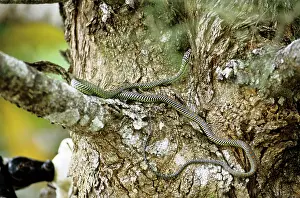 Chrysopelea: Paradise Tree Snake