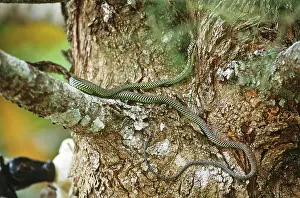 Malayan: Paradise Tree Snake