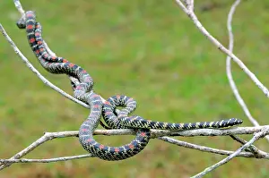 Ceylon: Paradise Tree Snake