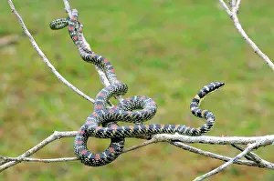 Ceylon: Paradise Tree Snake