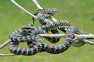 Ceylon: Paradise Tree Snake