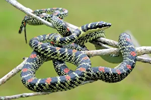 Ceylon: Paradise Tree Snake