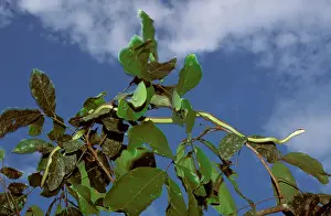 Chrysopelea: Paradise Tree Snake / Flying snake