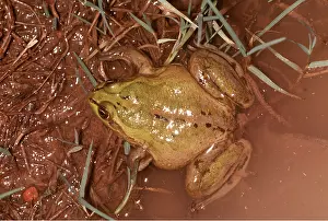 Shiny: PARADOX FROG