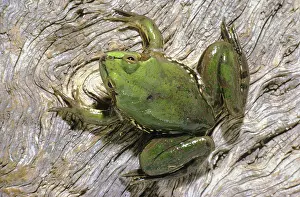 Paradoxa: Paraguayan Paradox Frog