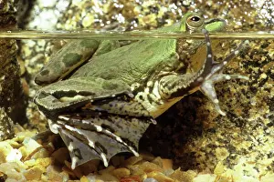 Paradoxa: Paraguayan Paradox Frog