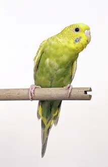 Undulatus: Parakeet