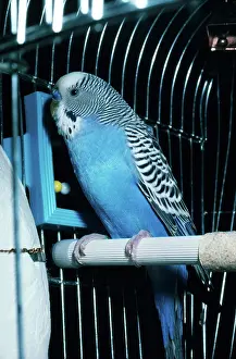 Caged: Parakeet