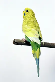Undulatus: Parakeet