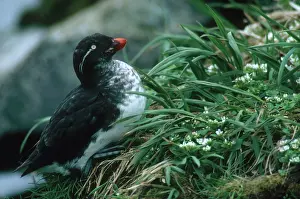 Auklet: Parakeet Auklet