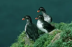 Auklet: Parakeet Auklet