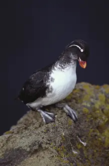 Auklet: Parakeet Auklet