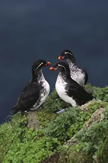 Auklet: Parakeet Auklet