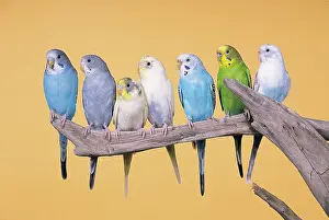 Undulatus: Parakeets