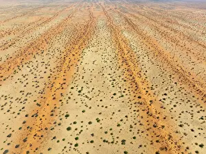 Dune: Parallel, linear sand dunes grown with camelthorn trees (Vachellia erioloba) in the Kalahari Desert