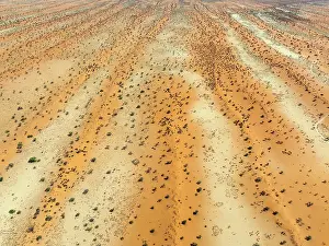 Dune: Parallel, linear sand dunes grown with camelthorn trees (Vachellia erioloba) in the Kalahari Desert