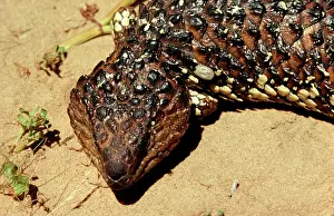 Ticks: Paralysis tick - on head of Shingleback lizard