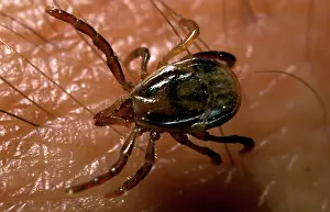 Ticks: Paralysis tick - immature on human hand