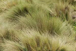Paramo: Paramo grass, Antisana Ecological Reserve, Ecuador