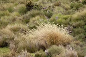 Paramo: Paramo grass, Antisana Ecological Reserve, Ecuador