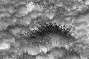 Paramo: Paramo grass, Antisana Ecological Reserve, Ecuador