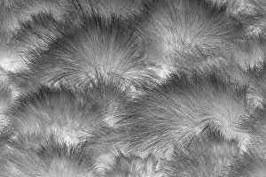 Paramo: Paramo grass, Antisana Ecological Reserve, Ecuador