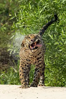 Flood: Parana jaguar, south american jaguar (Panthera onca