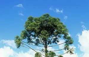 Araucaria: Parana PINE