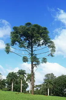 Araucaria: Parana PINE