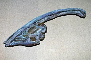 Ornithopod: Parasaurolo Dinosaur Skull Fossil