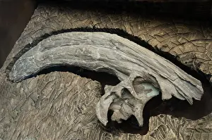 Ornithopod: Parasaurolophus Dinosaur Crest Fossil