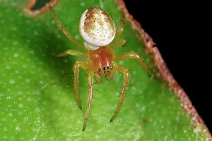 Araniella: Parasite