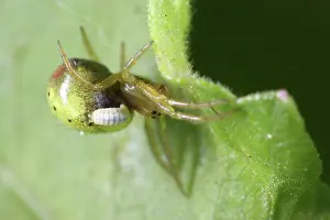 Cucumber: Parasite