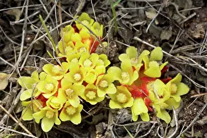 Chios: Parasite on Sun-roses Cistus spp in garrigue, Chios, Greece