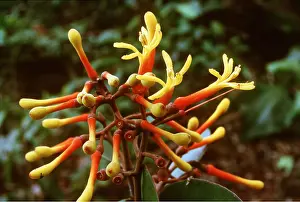 Canopy: Parasitic Canopy Plant - Related to Mistletoe