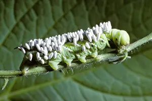 Sphingid: Parasitic cocoons on caterpillar