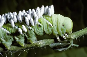 Sphingid: Parasitic cocoons on caterpillar