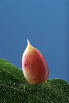 Gall: Parasitic diptera - Gall