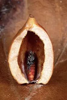 Gall: Parasitic diptera - Gall with nymph inside