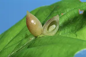 Galls: Parasitic diptera - Galls