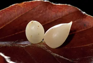 Galls: Parasitic diptera - Galls