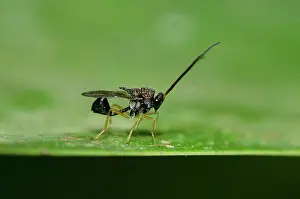 Hexapoda: Parasitic Eucharatid Wasp