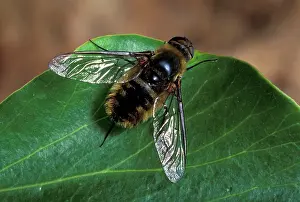 Modesta: Parasitic Fly